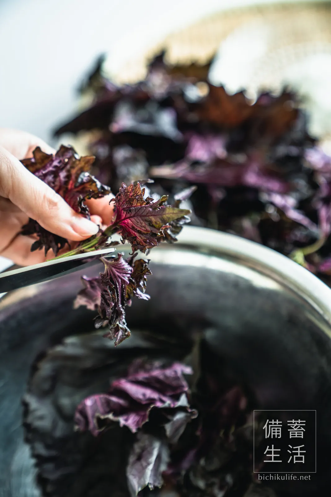 梅干しづくり 自家製梅干しを作るアイデア、赤じそを漬ける、赤じその茎をキッチンばさみで取り除く